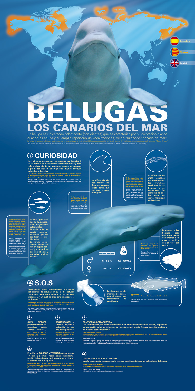 Belugas