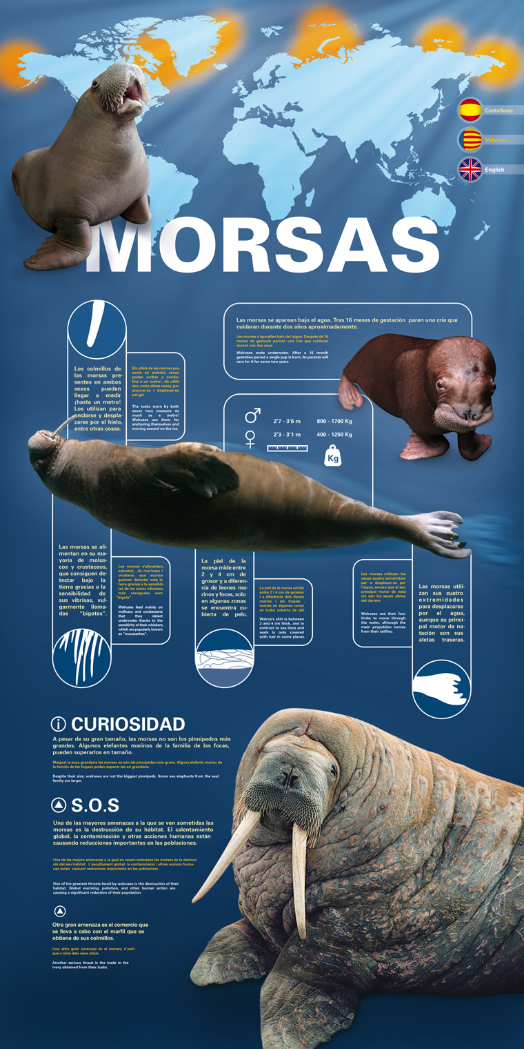 Cartel Morsas L'Oceanogràfic