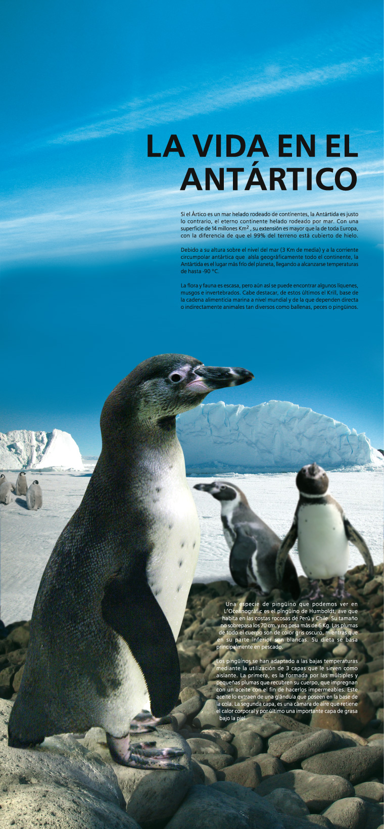 Cartel Pingüinos Enamorados del Mar L'Oceanogràfic