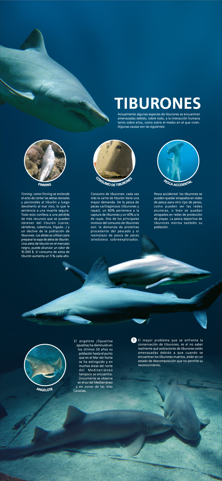 Cartel Tiburones Enamorados del Mar L'Oceanogràfic