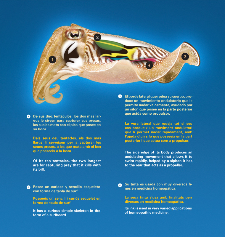 Detalle Infografía Sepia L'Oceanogràfic