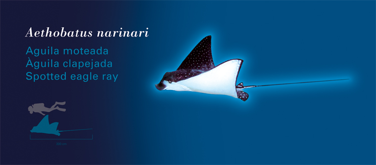 Fichas Especies Marinas LÓceanogràfic