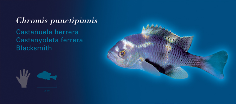 Fichas Especies Marinas LÓceanogràfic