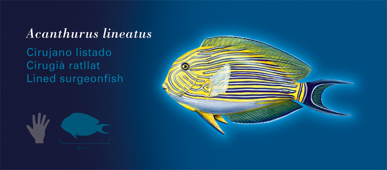 Fichas Especies Marinas LÓceanogràfic