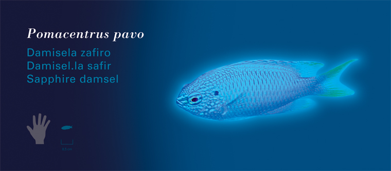 Fichas Especies Marinas LÓceanogràfic