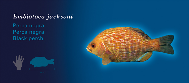 Fichas Especies Marinas LÓceanogràfic