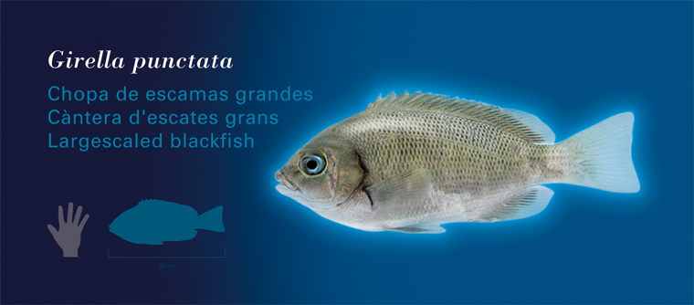 Fichas Especies Marinas L'Oceanogràfic