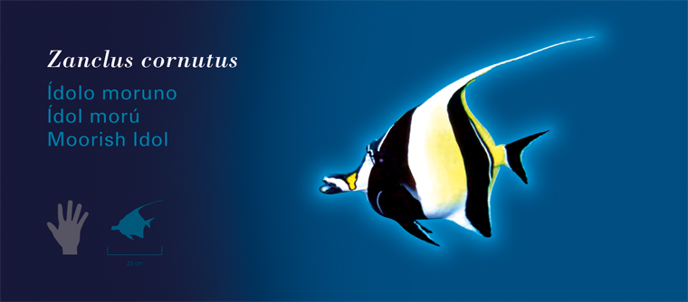 Fichas Especies Marinas L'Oceanogràfic