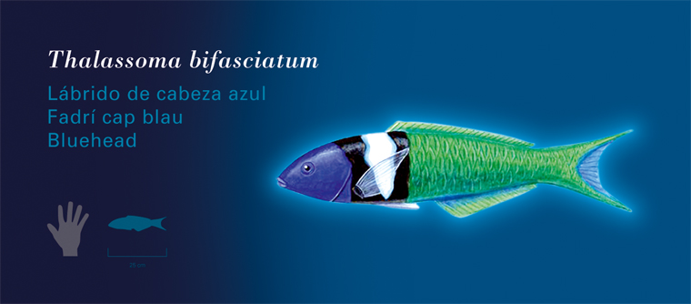 Fichas Especies Marinas L'Oceanogràfic