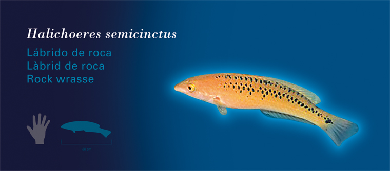 Fichas Especies Marinas L'Oceanogràfic