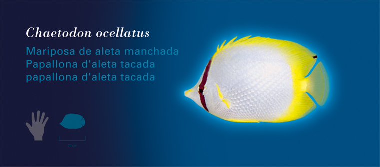 Fichas Especies Marinas L'Oceanogràfic