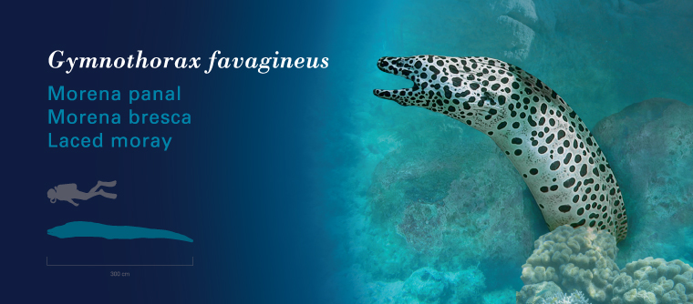 Fichas Especies Marinas L'Oceanogràfic