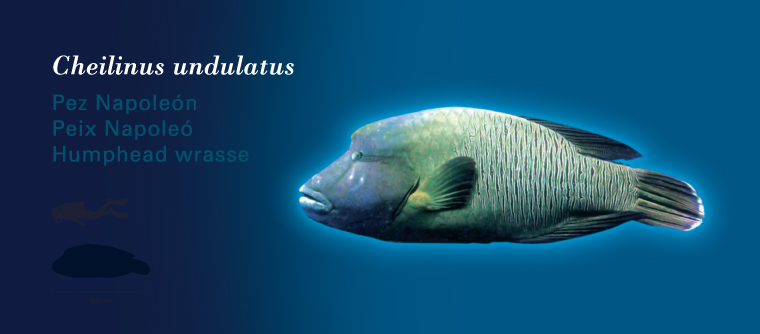 Fichas Especies Marinas L'Oceanogràfic