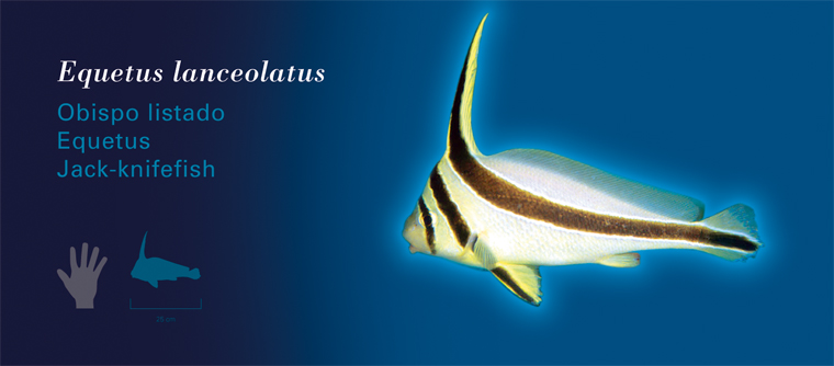 Fichas Especies Marinas L'Oceanogràfic