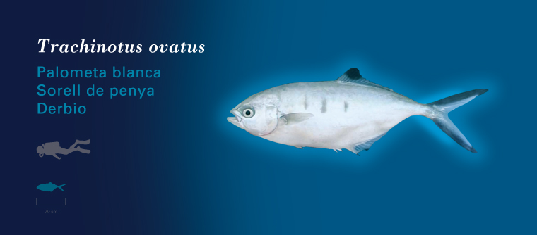 Fichas Especies Marinas L'Oceanogràfic