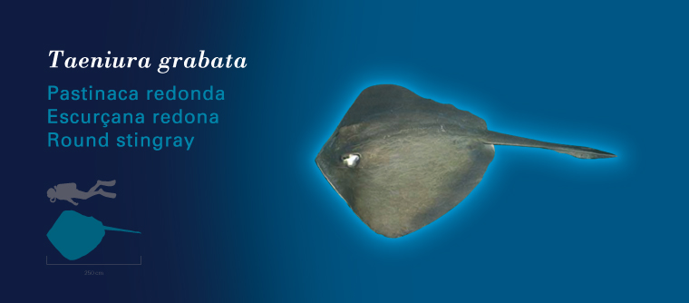 Fichas Especies Marinas L'Oceanogràfic