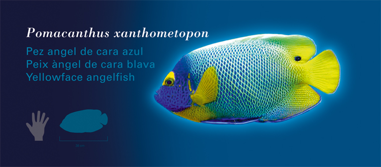 Fichas Especies Marinas L'Oceanogràfic