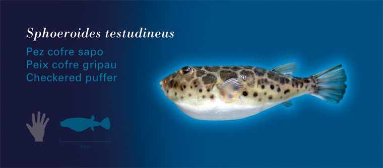 Fichas Especies Marinas L'Oceanogràfic