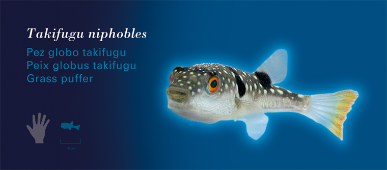 Fichas Especies Marinas L'Oceanogràfic