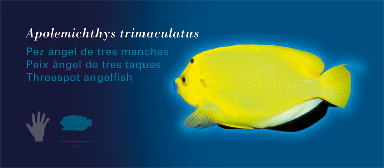 Fichas Especies Marinas L'Oceanogràfic