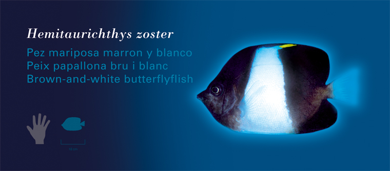 Fichas Especies Marinas L'Oceanogràfic