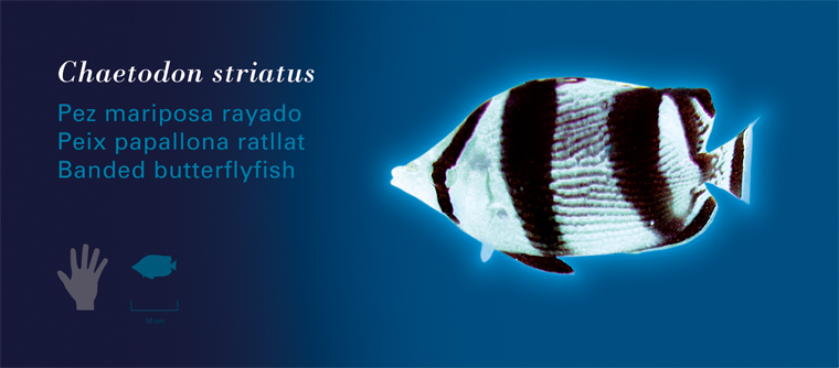 Fichas Especies Marinas L'Oceanogràfic