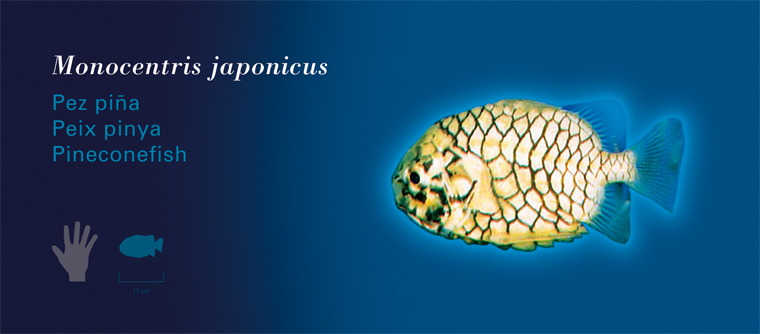 Fichas Especies Marinas L'Oceanogràfic