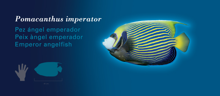 Fichas Especies Marinas L'Oceanogràfic