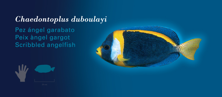 Fichas Especies Marinas L'Oceanogràfic