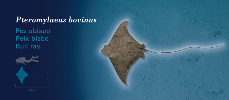 Fichas Especies Marinas L'Oceanogràfic