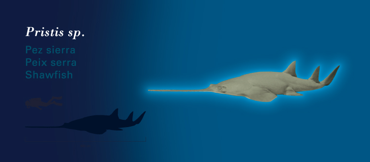 Fichas Especies Marinas L'Oceanogràfic