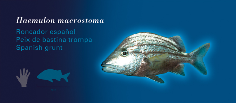 Fichas Especies Marinas L'Oceanogràfic