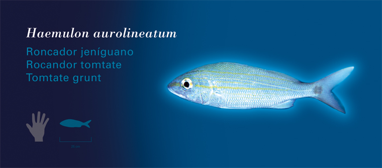 Fichas Especies Marinas L'Oceanogràfic