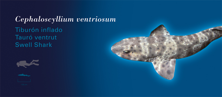 Fichas Especies Marinas L'Oceanogràfic