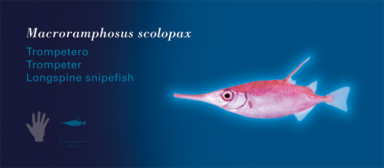 Fichas Especies Marinas L'Oceanogràfic