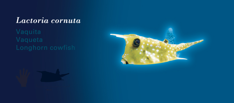 Fichas Especies Marinas L'Oceanogràfic