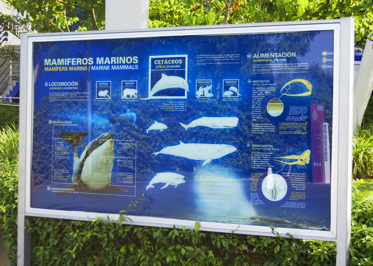 Infografías Delfinario. L'Oceanogràfic.