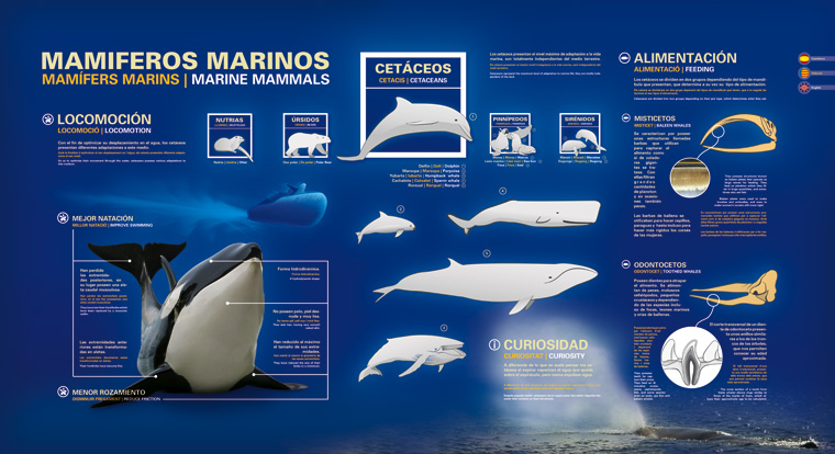Cartel Mamíferos Marinos L'Oceanogràfic