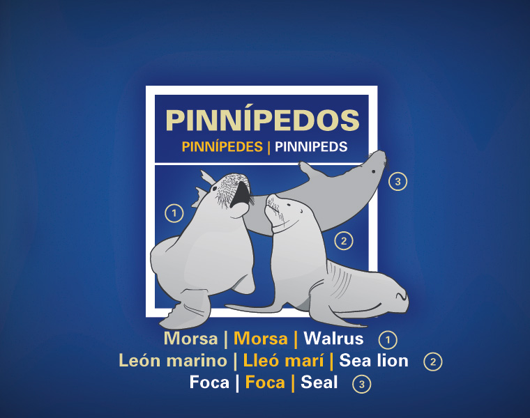 Detalle Cartel Mamíferos Marinos L'Oceanogràfic