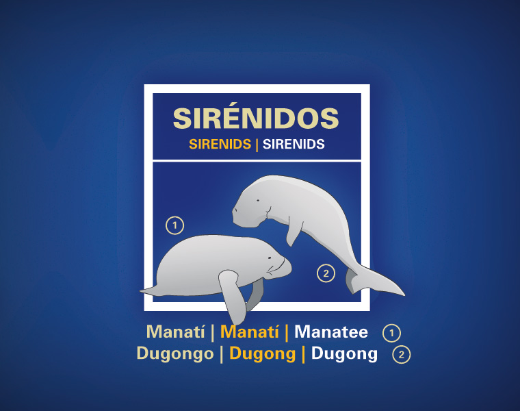 Detalle Cartel Mamíferos Marinos L'Oceanogràfic