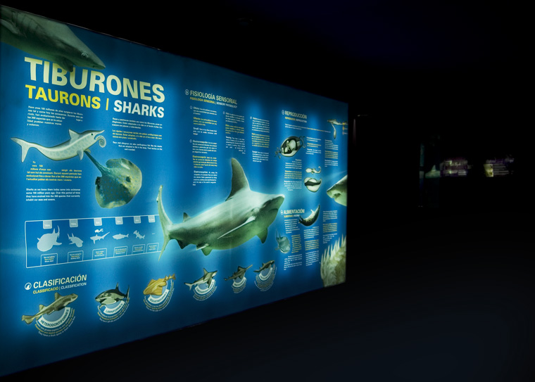 Fototiburones