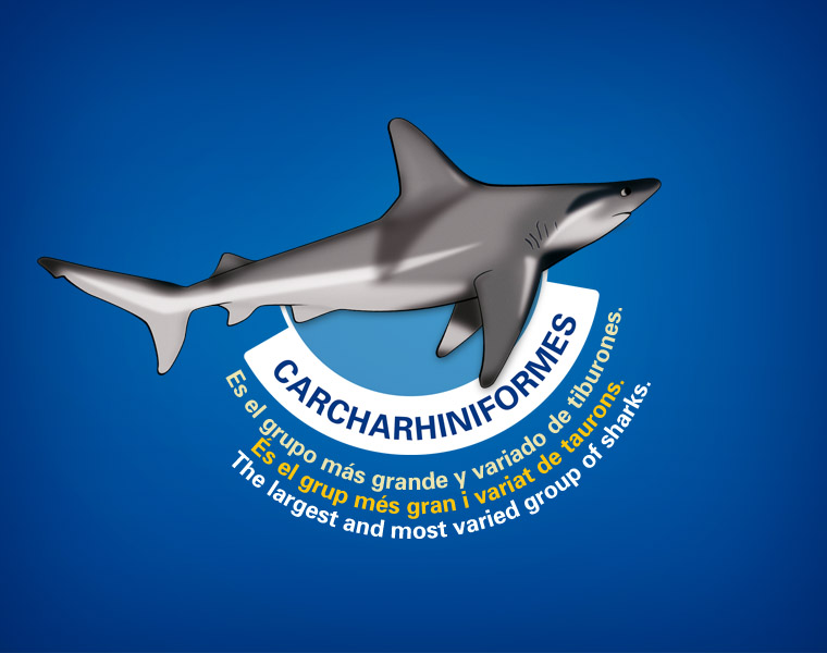 Detalle Cartel Tiburones L'Oceanogràfic