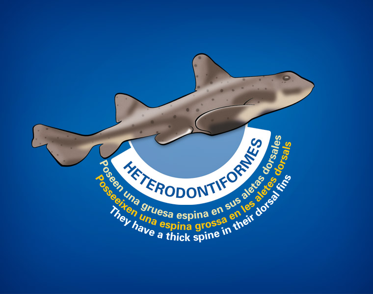 Detalle Cartel Tiburones L'Oceanogràfic