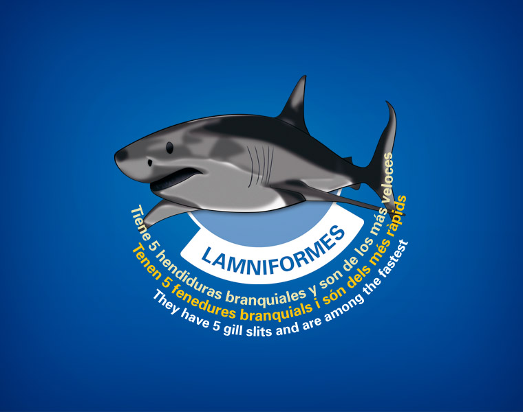 Detalle Cartel Tiburones L'Oceanogràfic