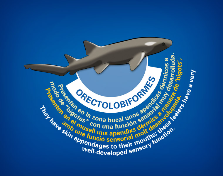 Detalle Cartel Tiburones L'Oceanogràfic