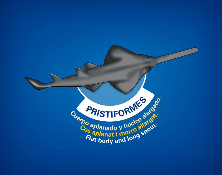 Detalle Cartel Tiburones L'Oceanogràfic