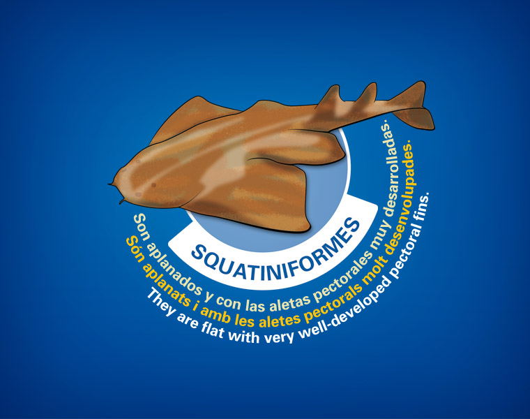 Detalle Cartel Tiburones L'Oceanogràfic