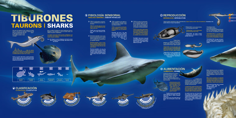 Cartel Tiburones L'Oceanogràfic