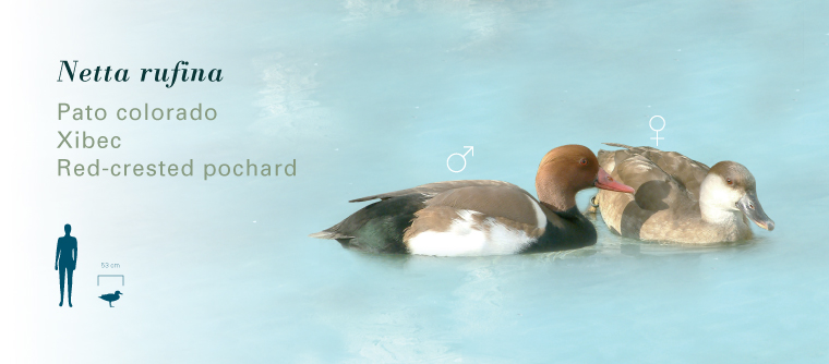 Fichas Especies L'Oceanogràfic