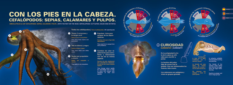 Infografía Cefalópodos L'Oceanogràfic